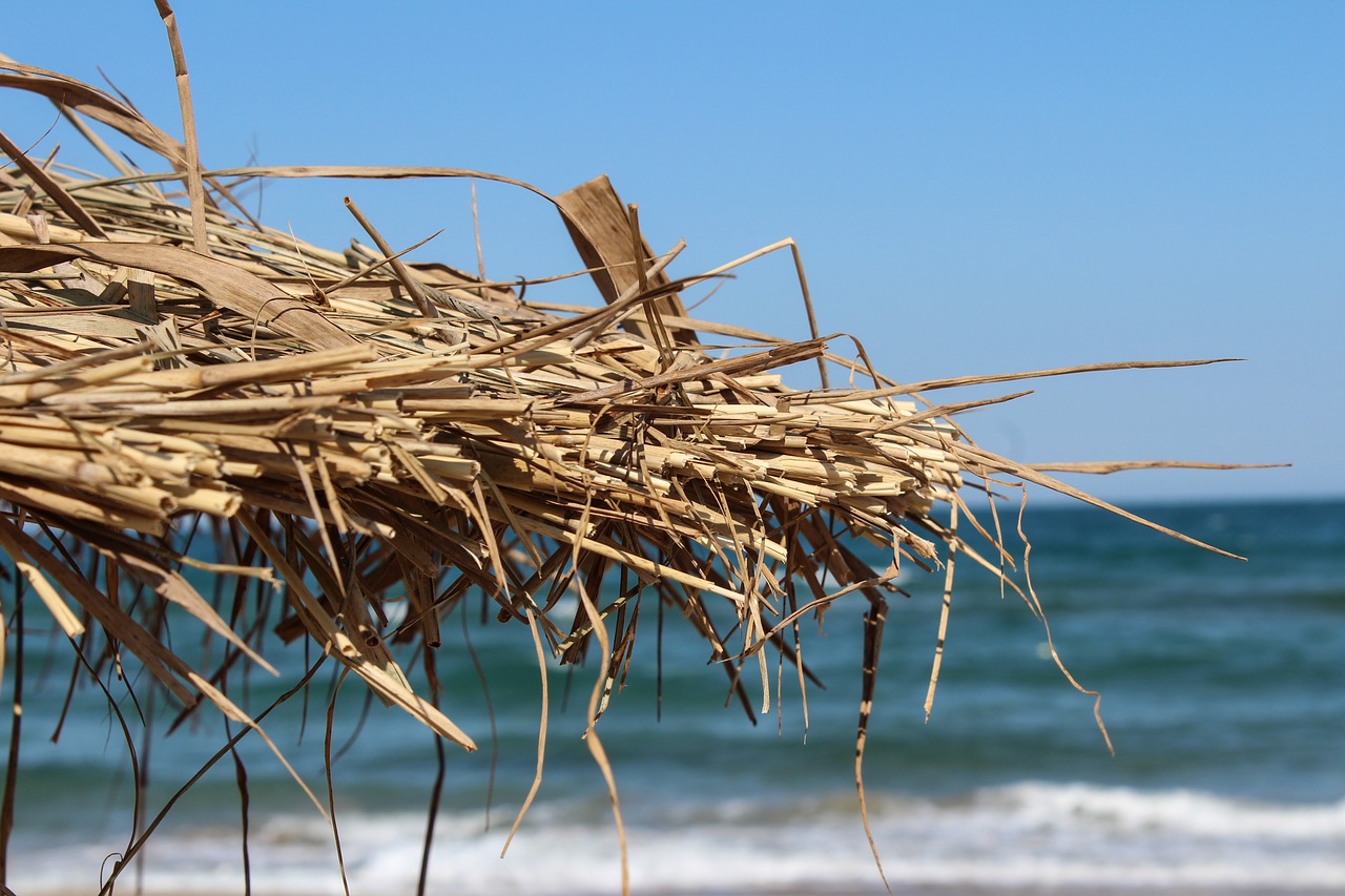 beach summer primorsko free photo