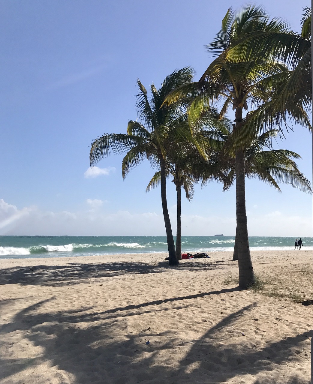 beach lauderdale palm trees free photo