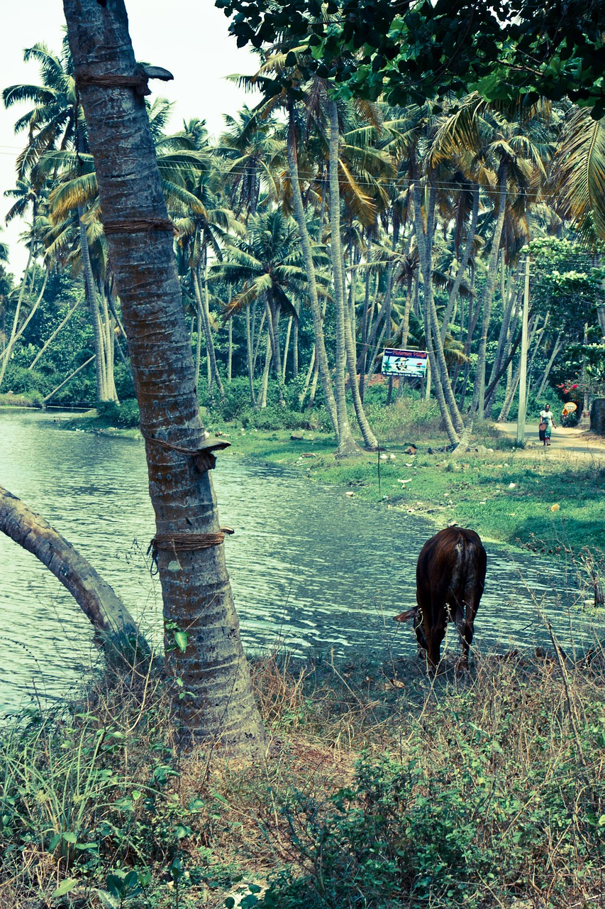 beach palm holiday free photo