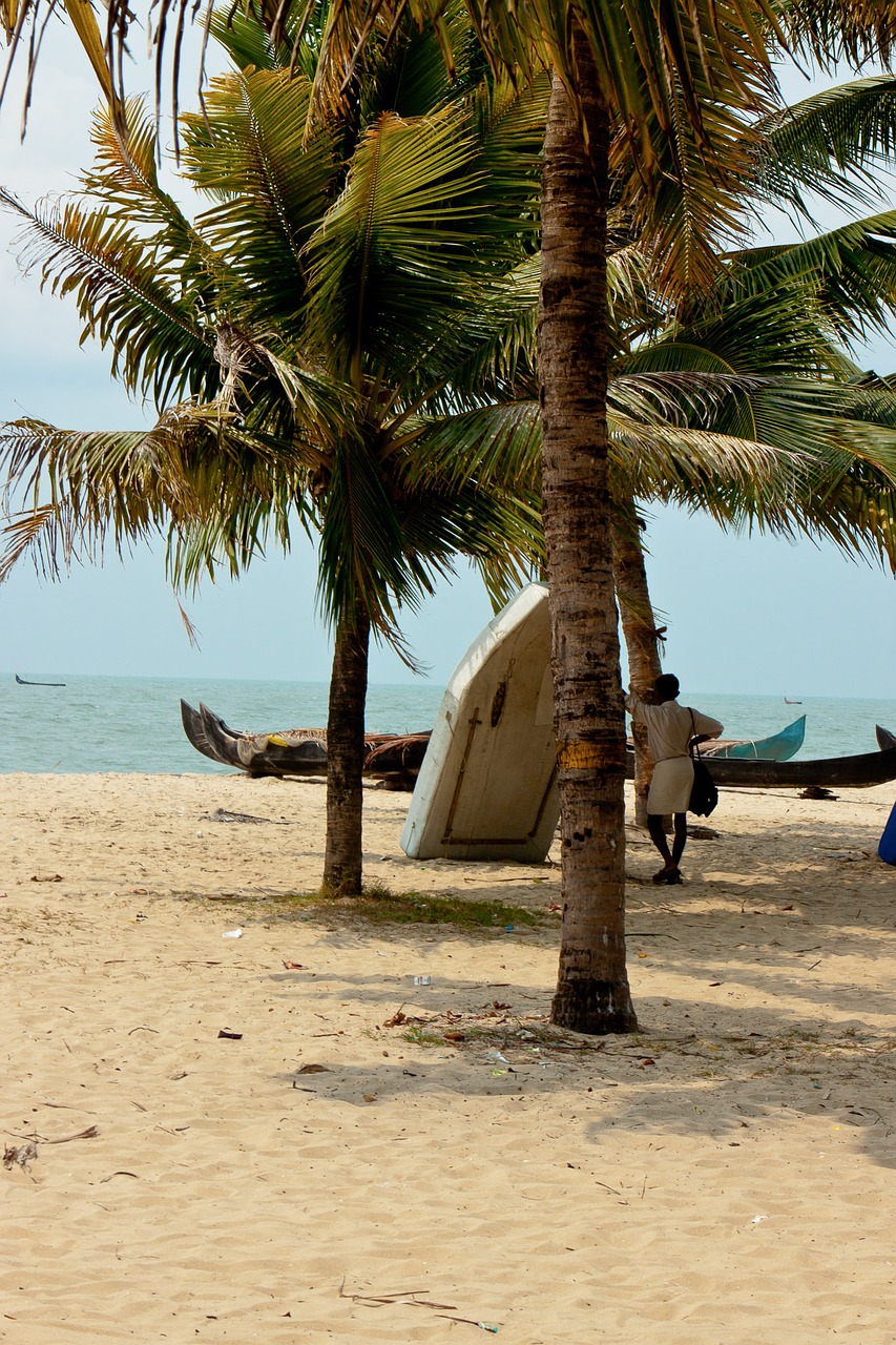 beach palm holiday free photo