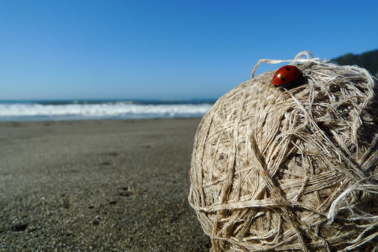 beach ladybird sea free photo