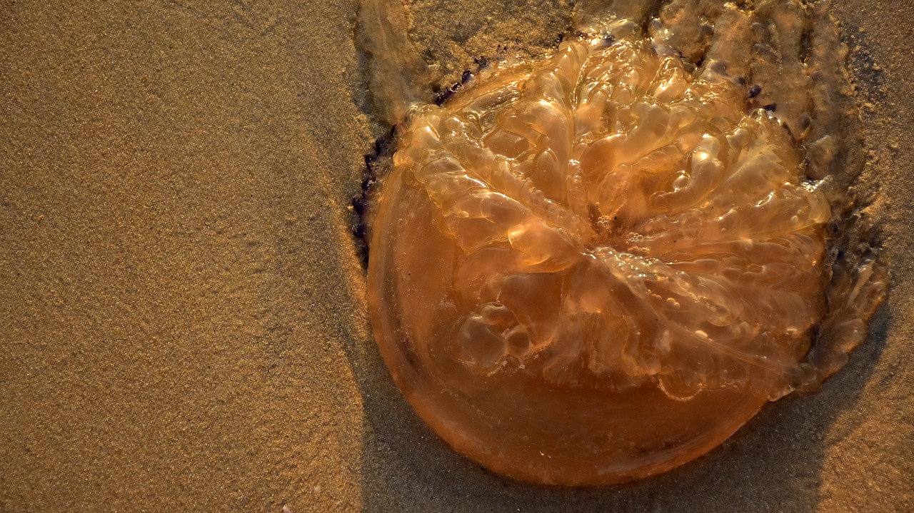 beach jellyfish sand free photo