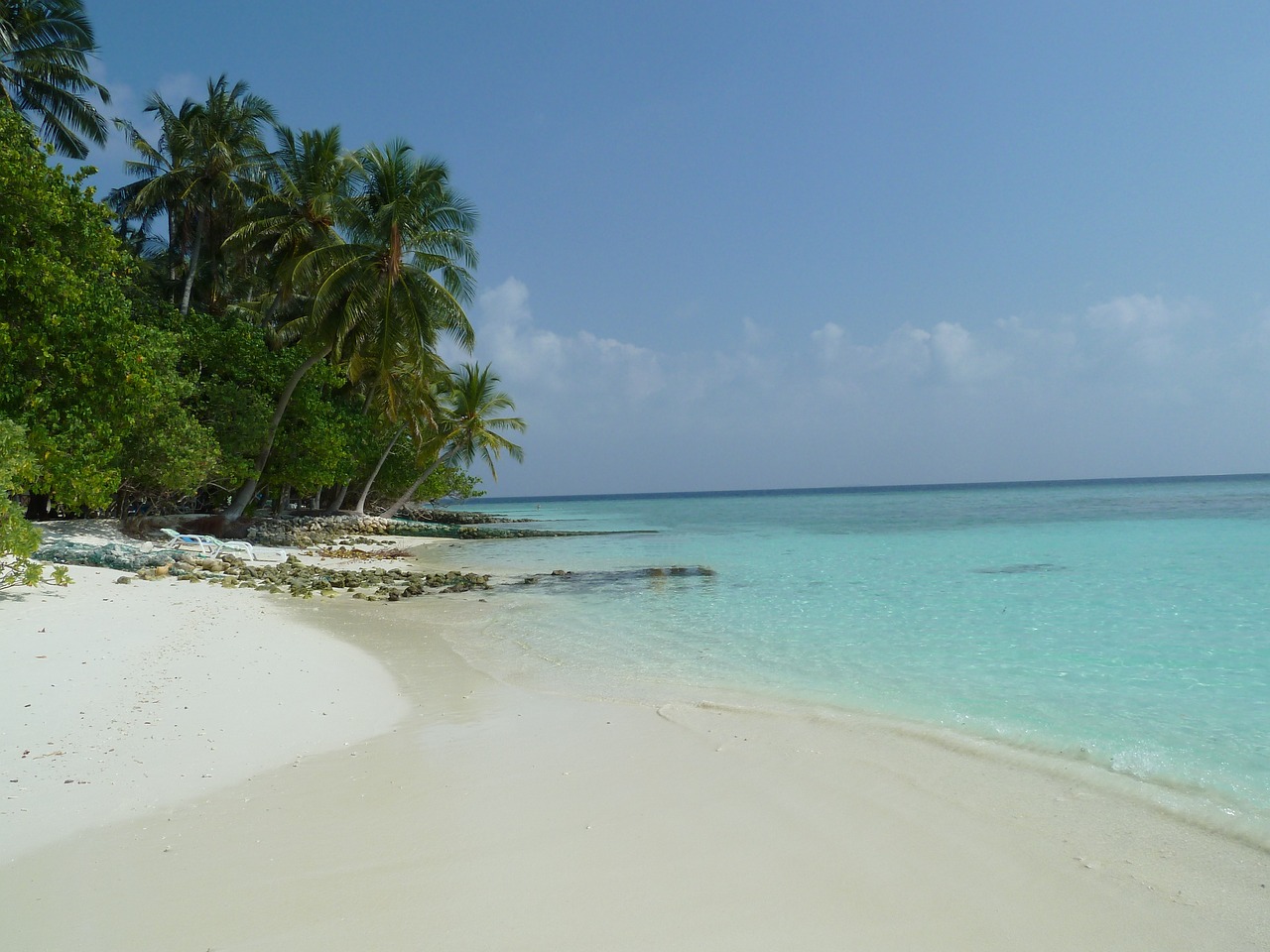 beach palm trees sea free photo