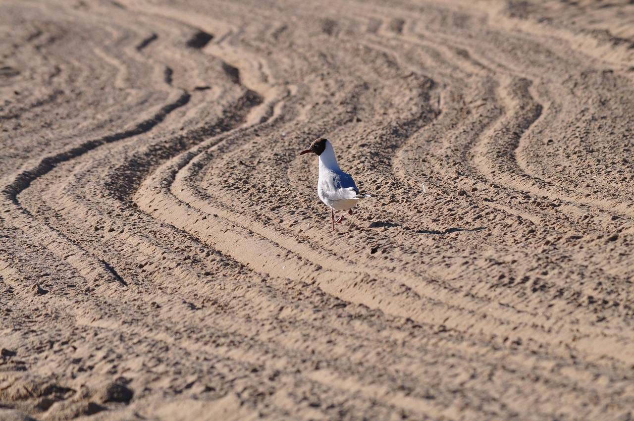 beach the baltic sea sea free photo