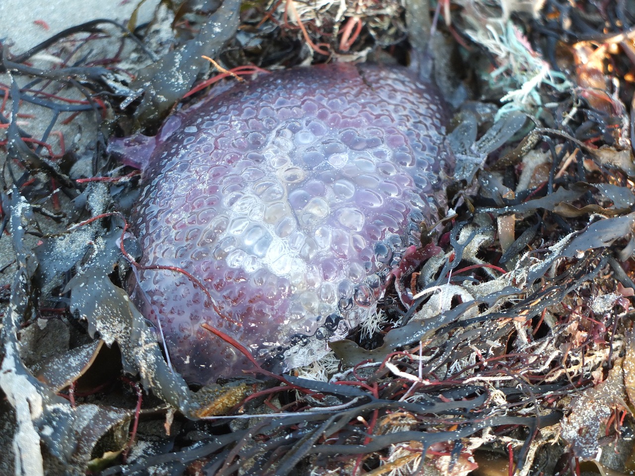 beach jellyfish violet free photo