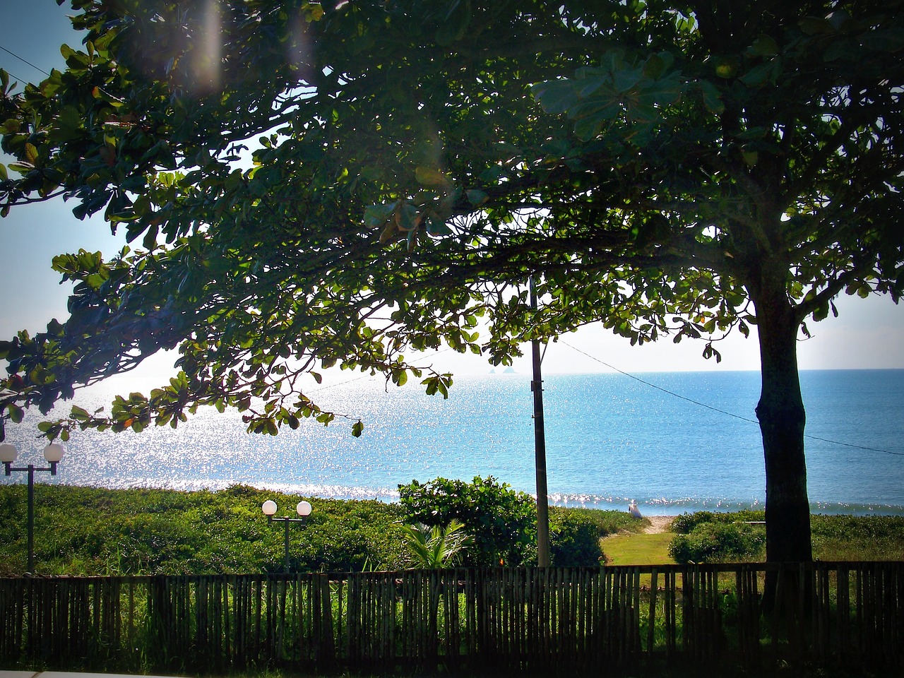 beach tree landscape free photo