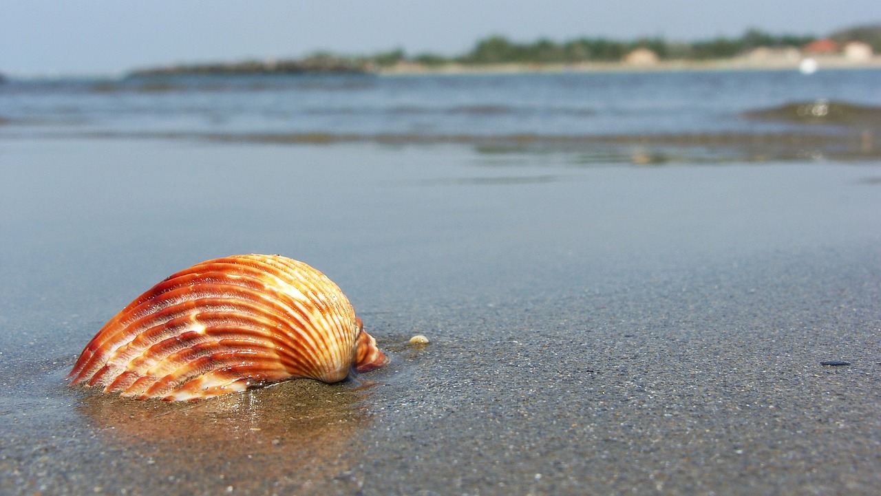beach sea seashell free photo