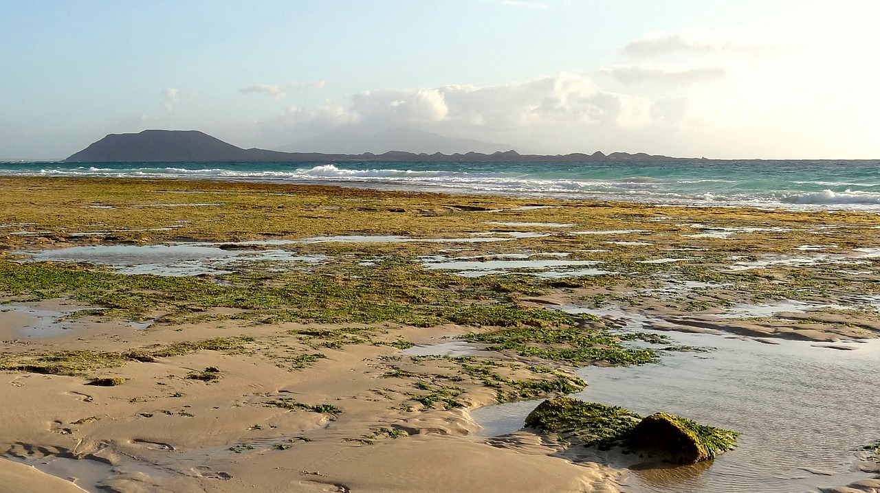 beach sand green free photo