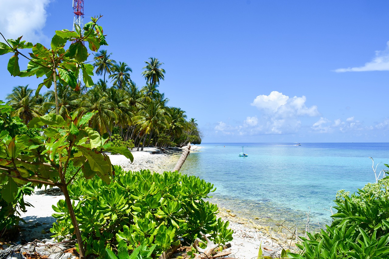 beach palm trees seascape free photo