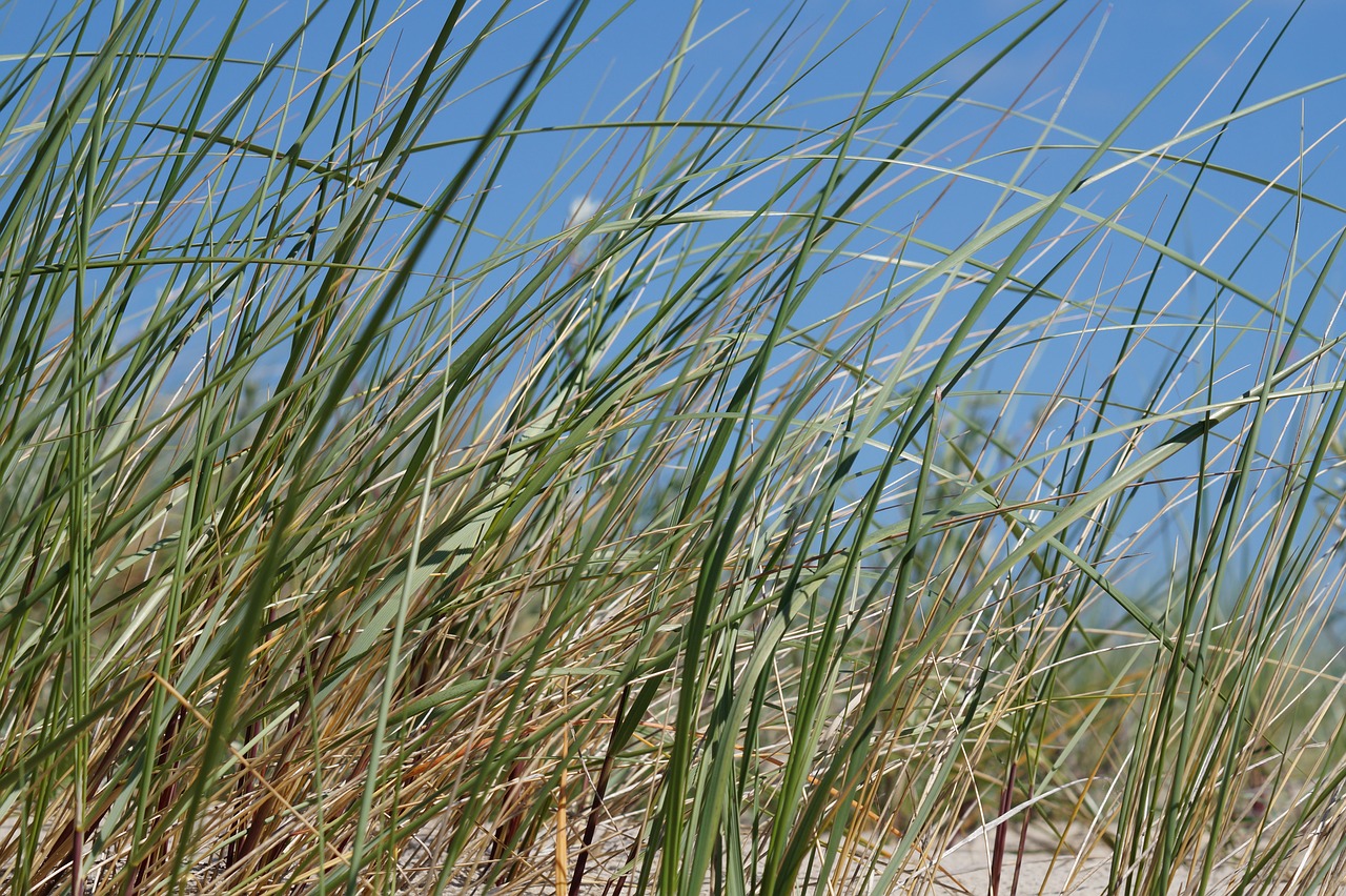 beach green coast free photo