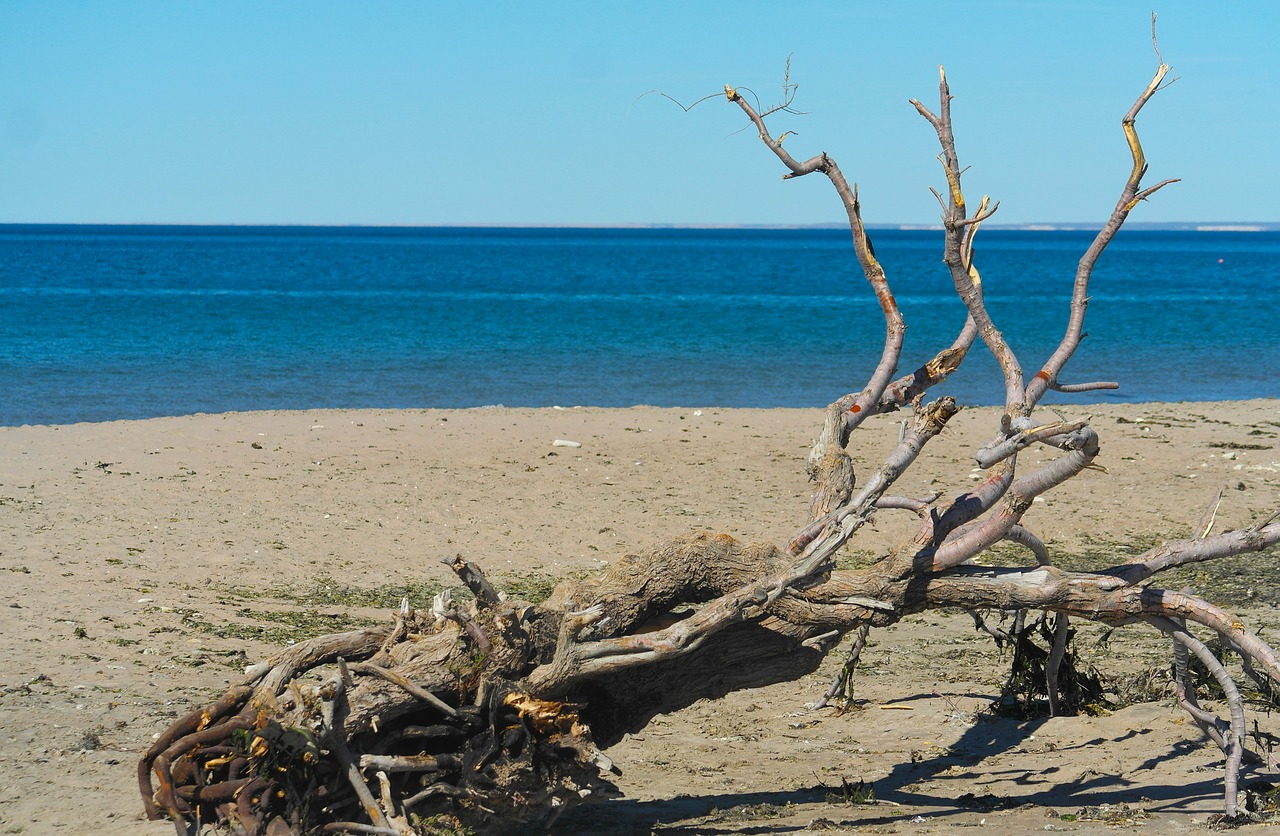 beach sea tree free photo