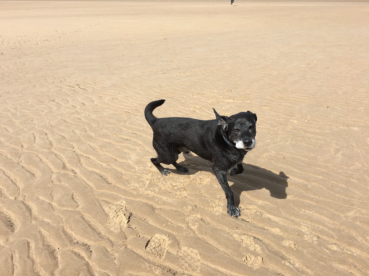 beach black black labrador free photo