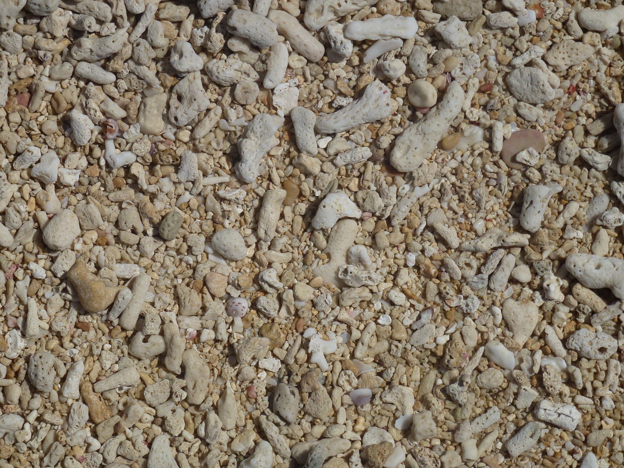 beach sea stones free photo