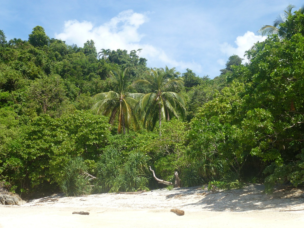 beach palm trees sea free photo