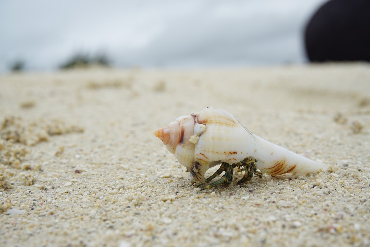 beach crab cancer free photo