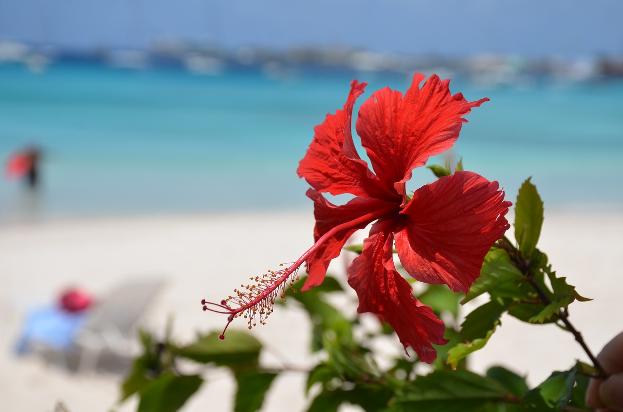 beach hibiscus flower caribbean free photo