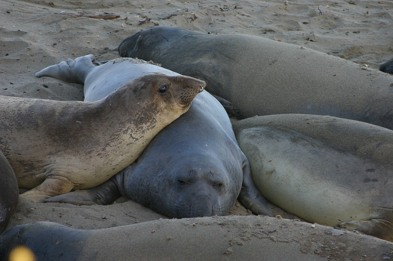 beach animal sea free photo