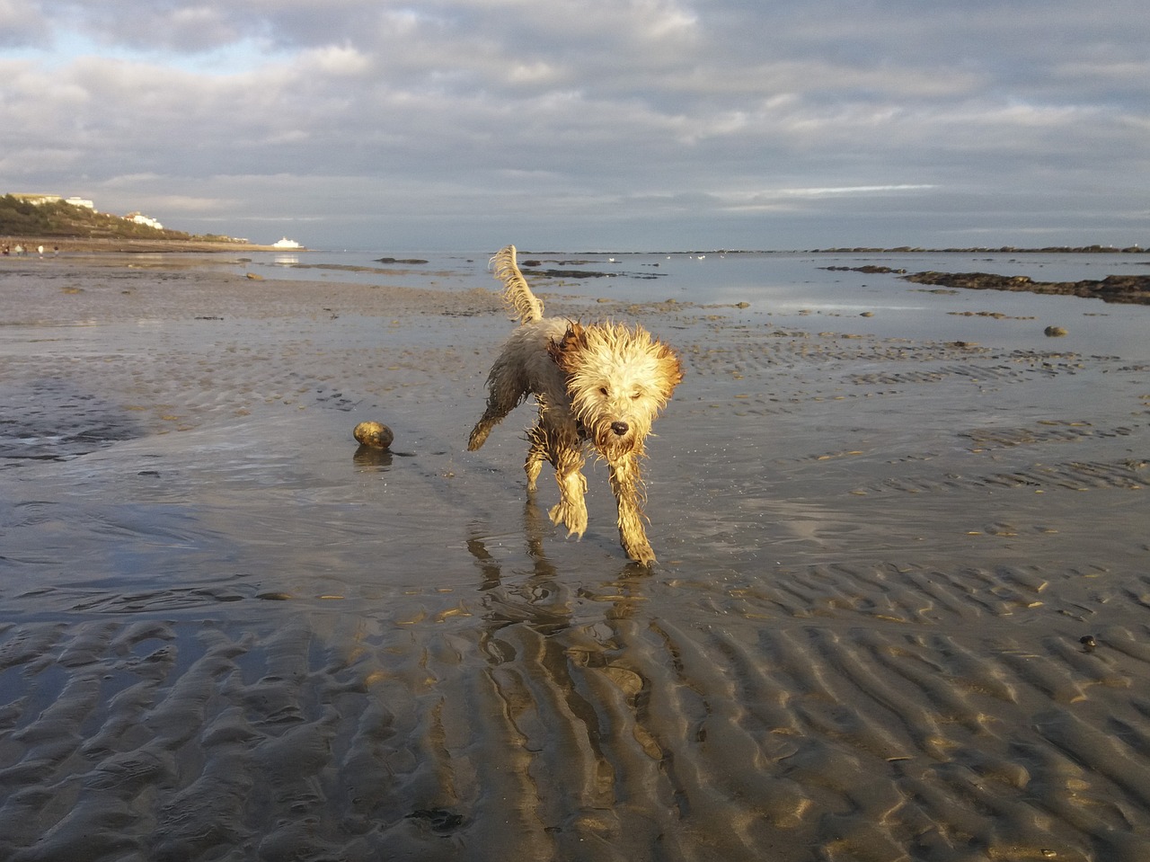 beach dog water free photo