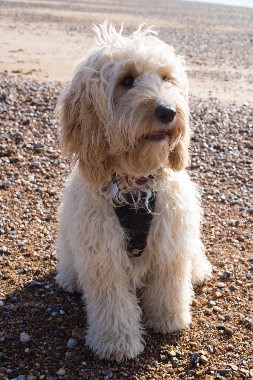 beach dog water free photo