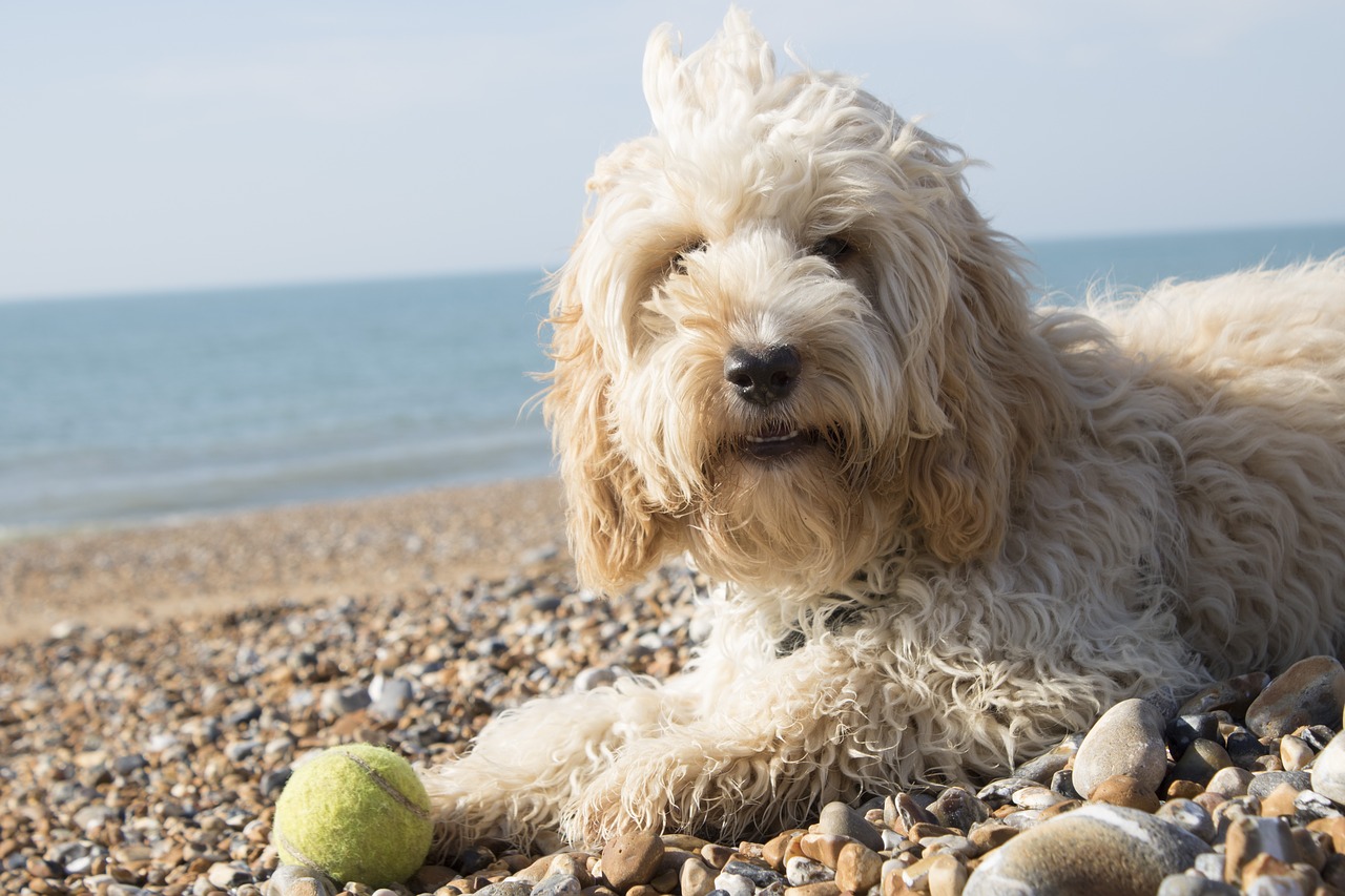 beach dog water free photo