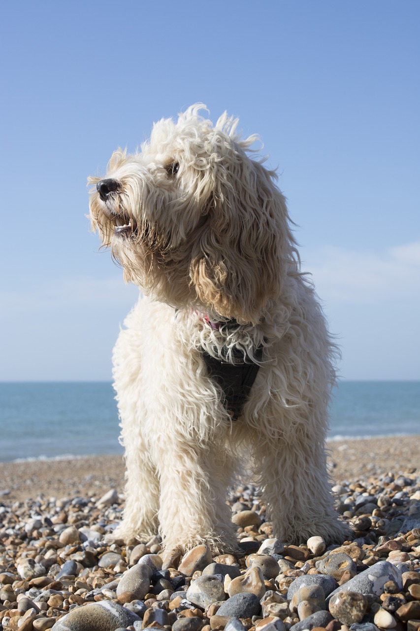 beach dog water free photo