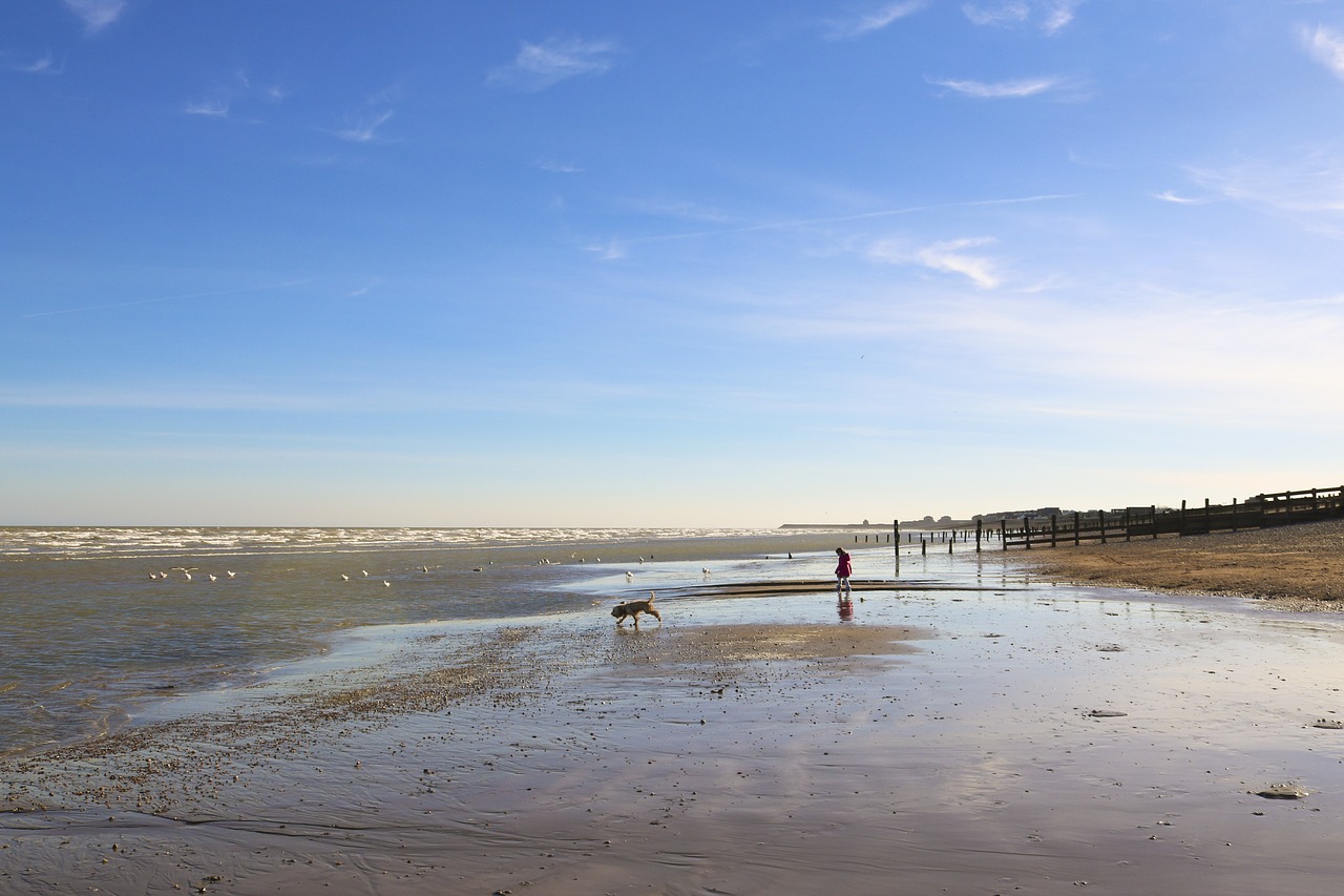 beach dog water free photo