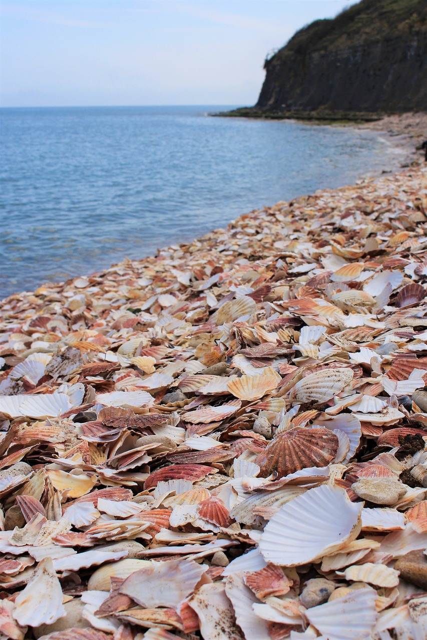 beach clam shells shells free photo