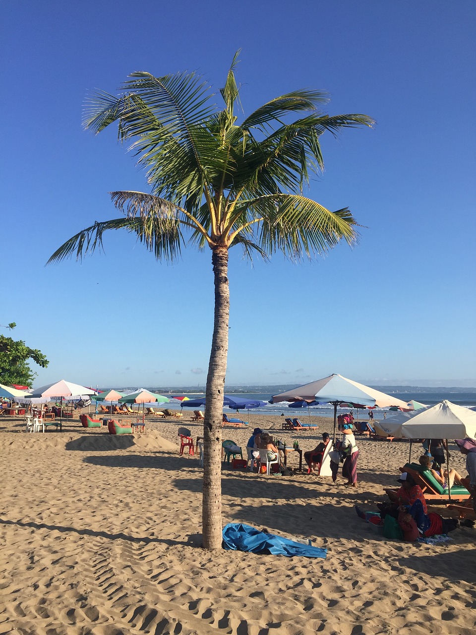 beach palm trees bali free photo