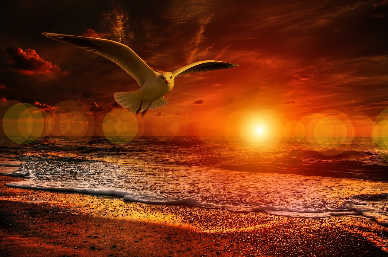 beach gull bird free photo