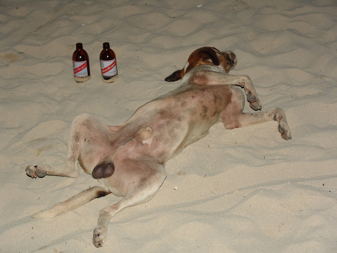 beach dog beer free photo