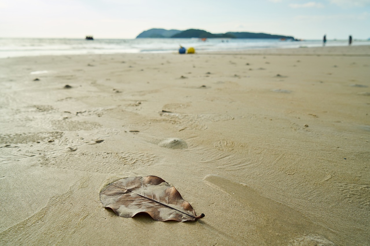 beach marine nature free photo