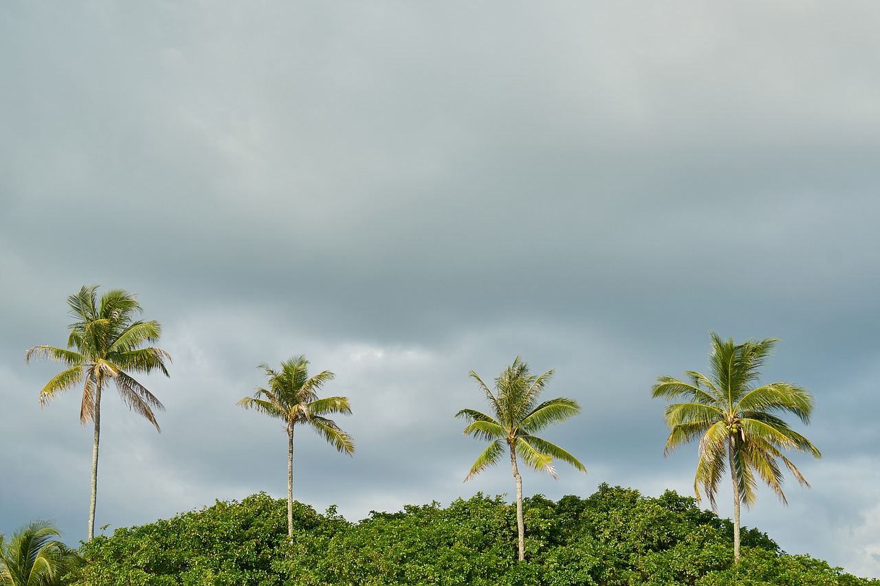 beach marine nature free photo