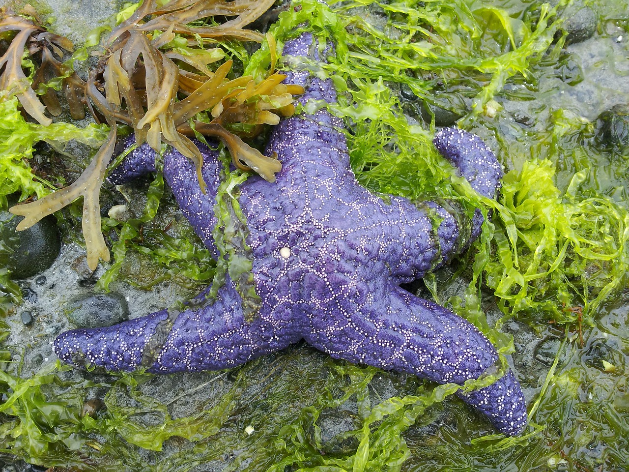 beach low tide starfish on beach free photo