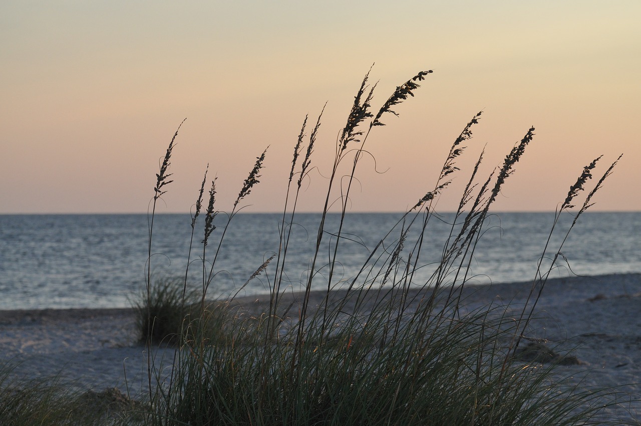 beach grass sand free photo