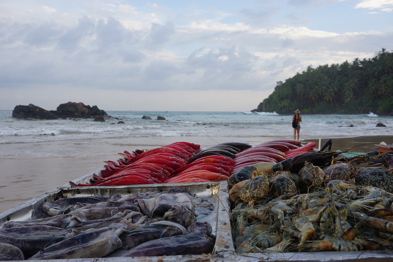 beach sea food free photo