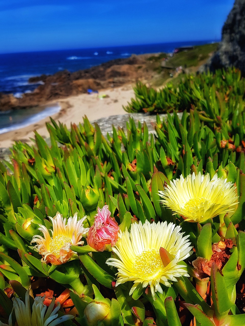 beach flowers portugal free photo