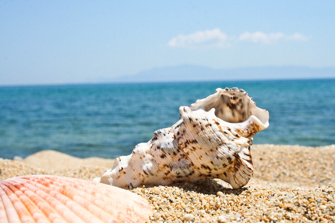 beach seashell kavala free photo