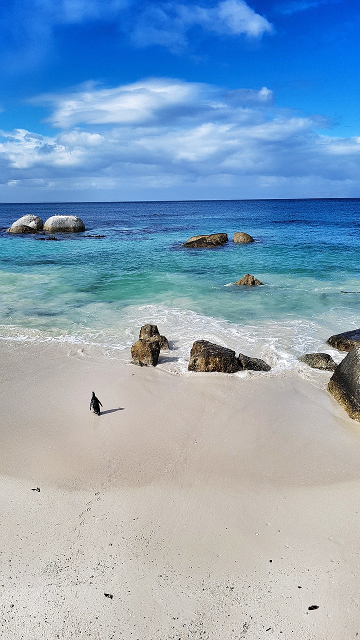 beach sea penguin free photo