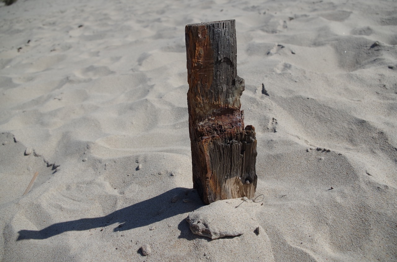 beach drift wood flotsam and jetsam free photo