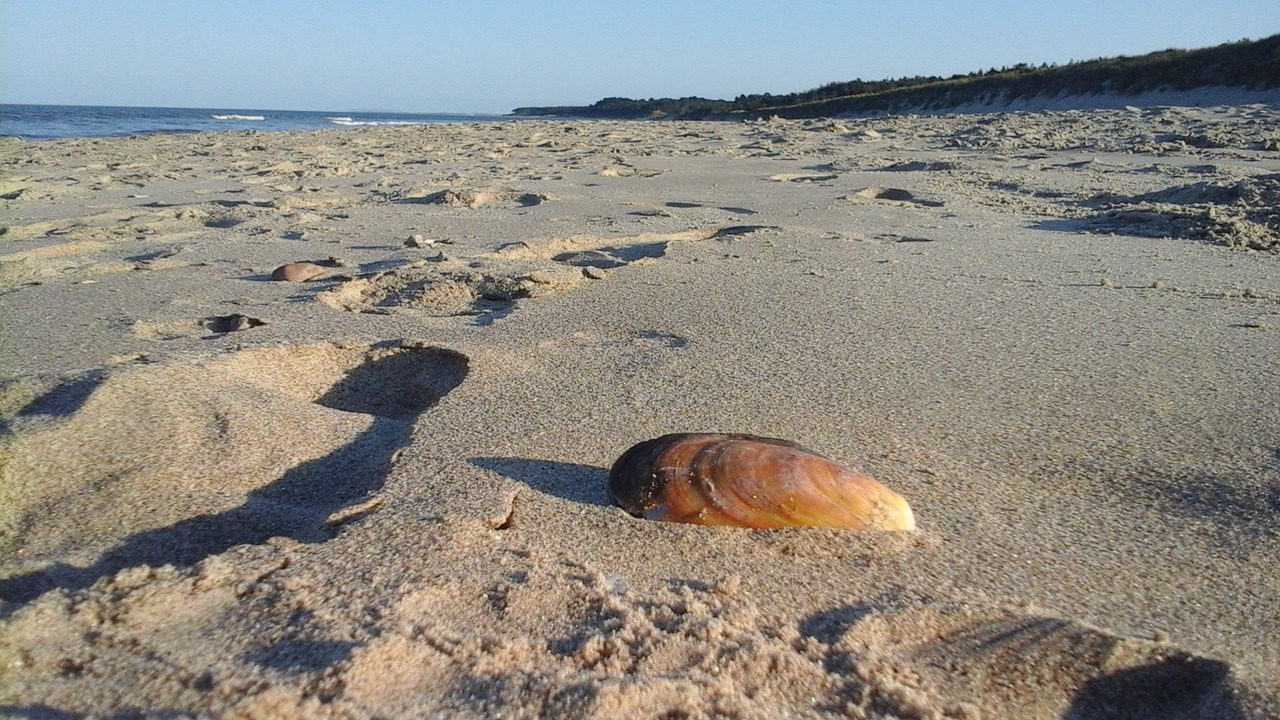 beach seashell sand free photo