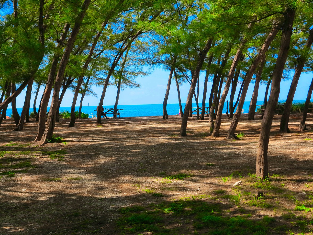 beach tree landscape free photo