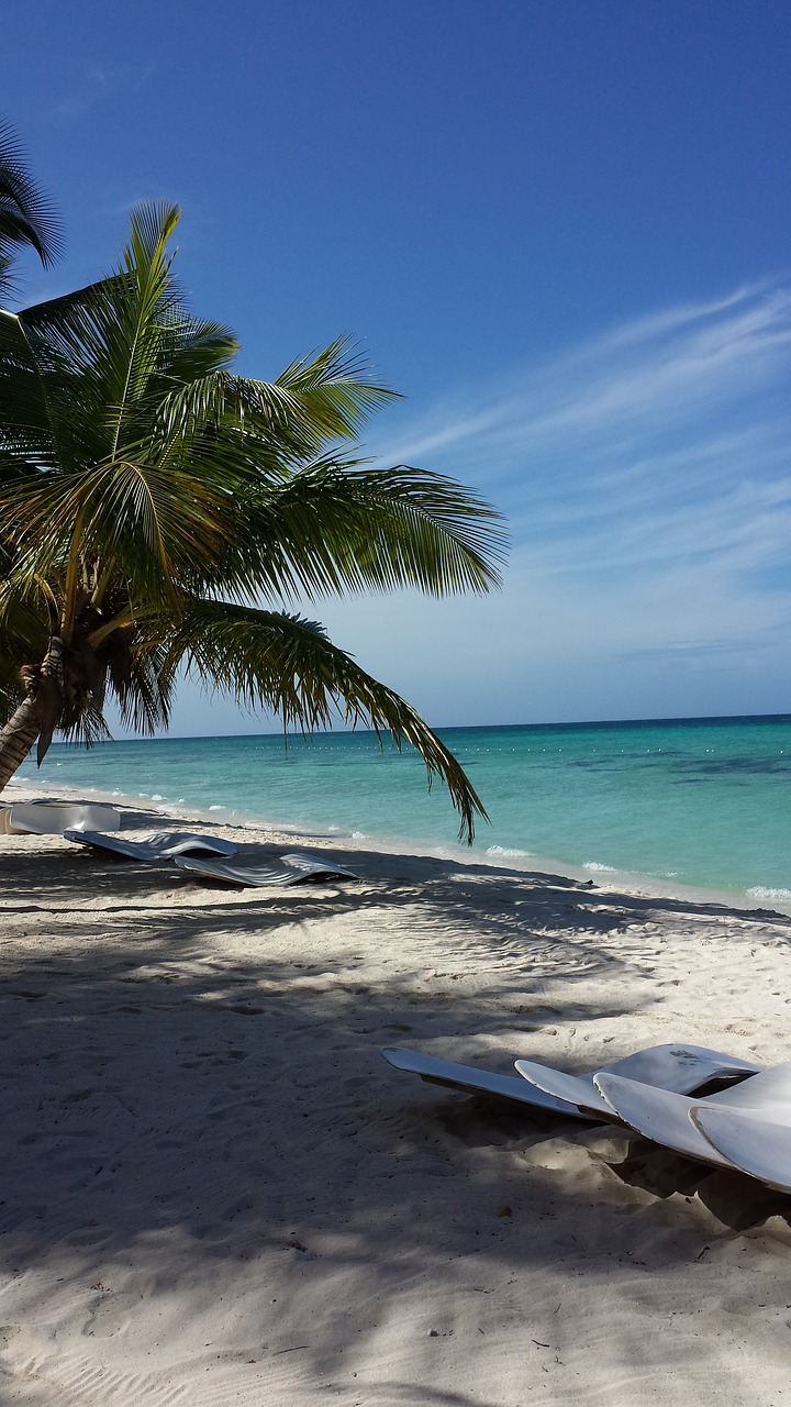 beach palm trees caribbean free photo