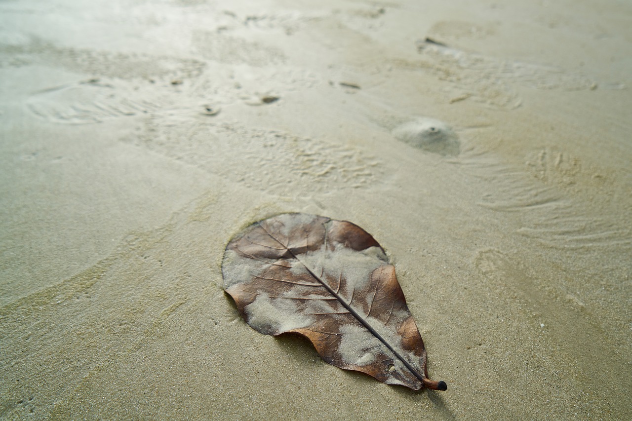 beach leaves marine free photo