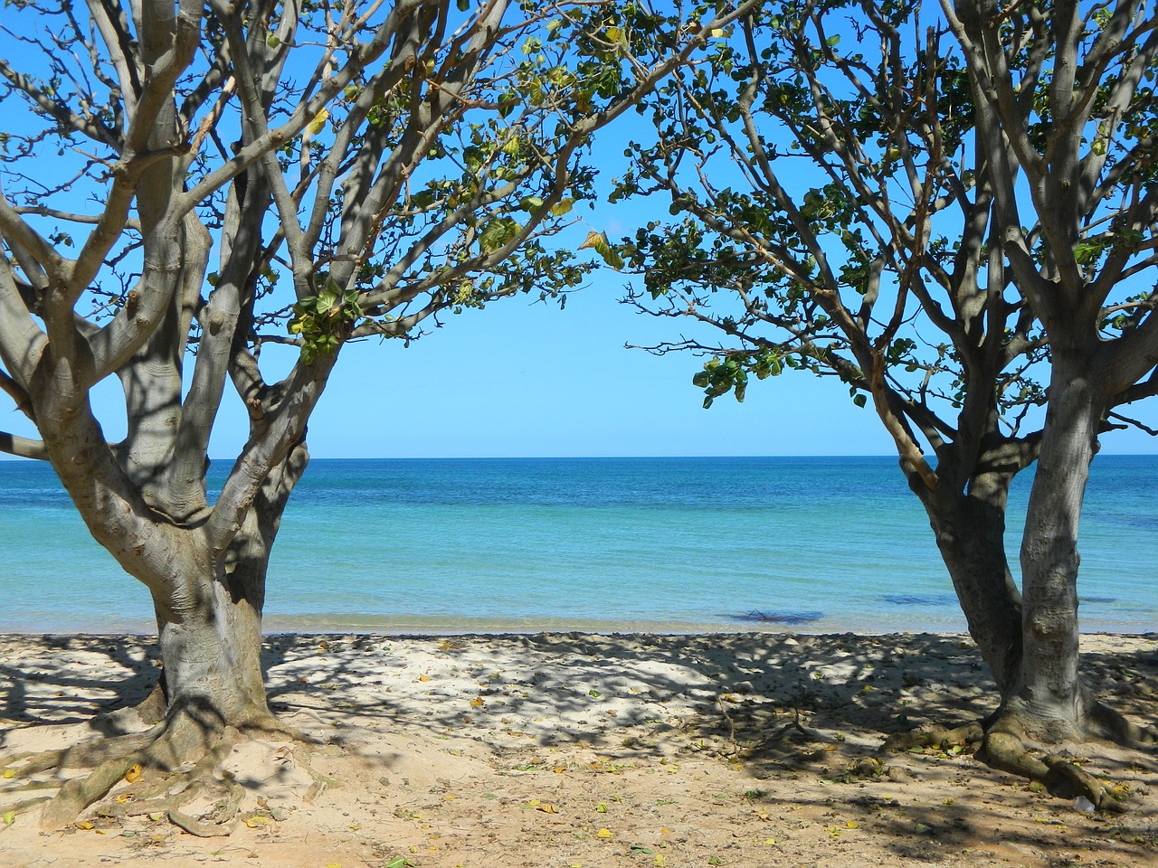 beach trees sea free photo