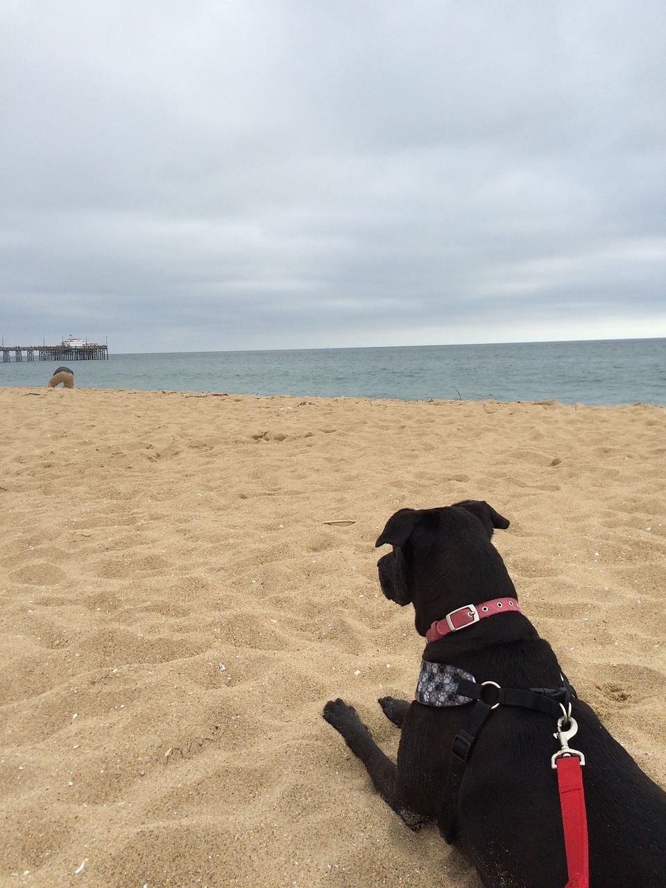 beach dog pet free photo