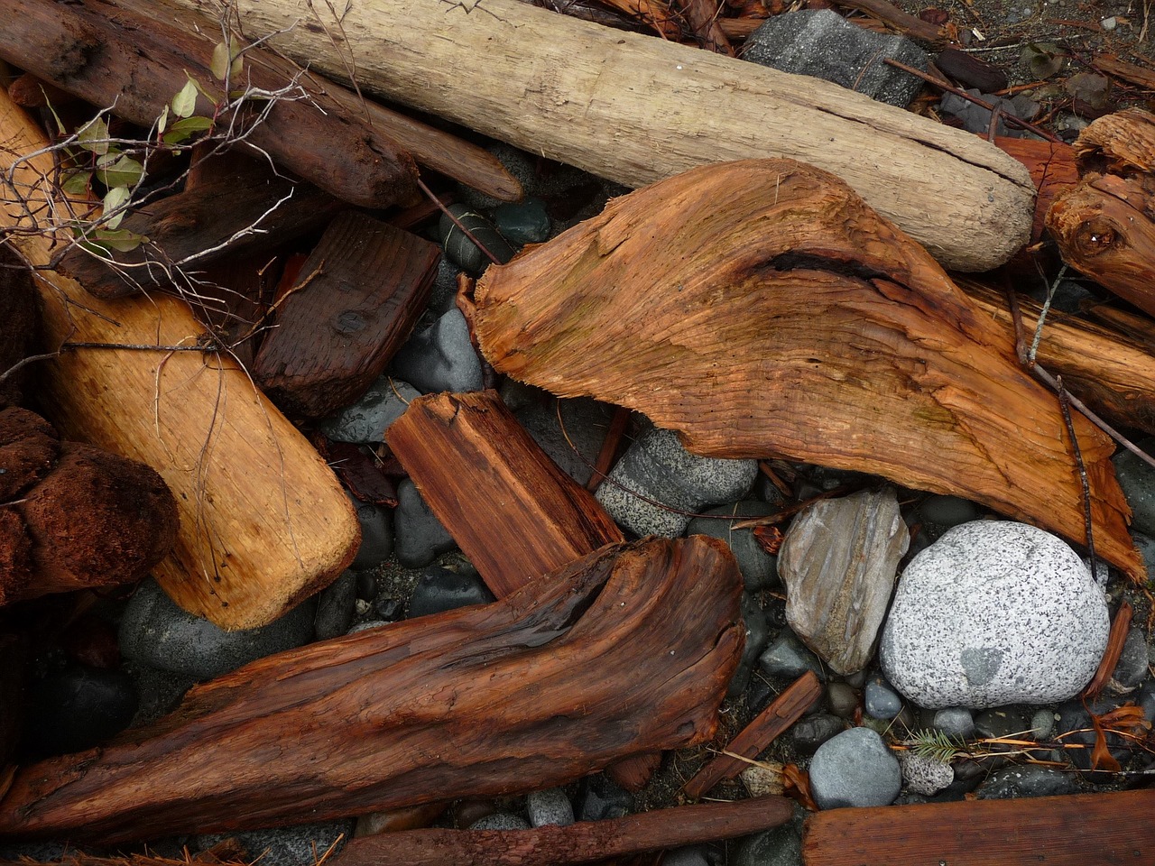 beach driftwood ocean free photo