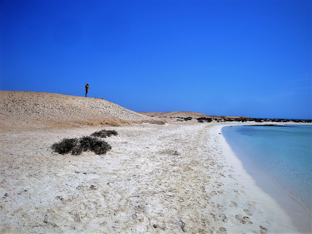 beach dune sea free photo