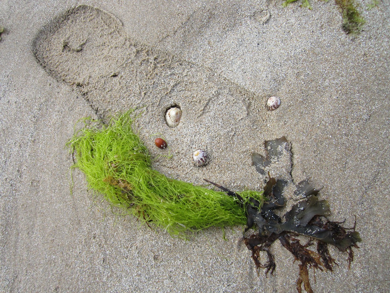 beach seaweed still life free photo