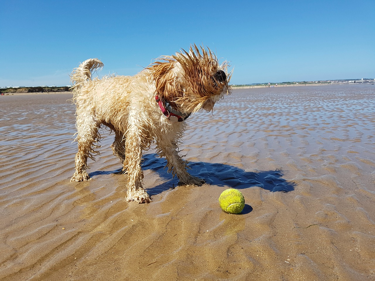 beach dog ball free photo