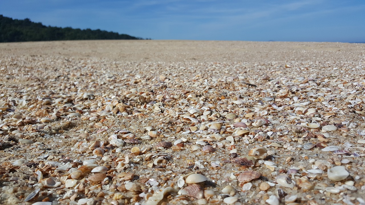 beach shells sky free photo